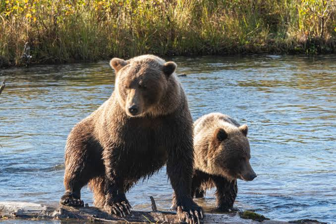 Nearby Bears - Guest
